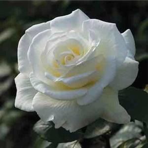 Meet your Posher, Jaci